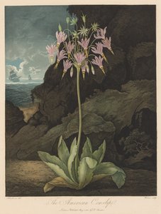 フローラの神殿、または自然の庭園：アメリカのカウスリップ 作： Robert John Thornton