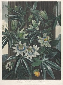フローラの神殿、または自然の庭：青い受難花、1800。 作： Robert John Thornton