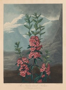 フローラの神殿、または自然の庭：狭葉のカルミア、マウンテンローレル 作： Robert John Thornton