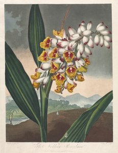 フローラの神殿、または自然の庭園：ノッディングレニールミア、1801年。 作： Robert John Thornton