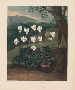 フローラの神殿、または自然の庭園：ペルシャのシクラメン、1799〜1807年。 作： Robert John Thornton