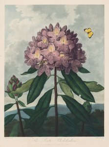 フローラの神殿、または自然の庭園：ポンティックロードデンドロン、1799〜1807年。 作： Robert John Thornton
