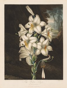 フローラの神殿、または自然の庭：斑入りの葉を持つ白いユリ 作： Robert John Thornton