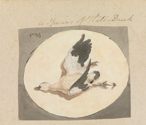 A Species of Wild Duck   1433824   ja       japanese Successfully Translated  Original: Henry Ford (1863-1947) american industrialist pioneer of american car industry driving his Quadricycle Translat: Henry Ford (1863-1947) american industrialist pioneer o 作： Robert Mabon