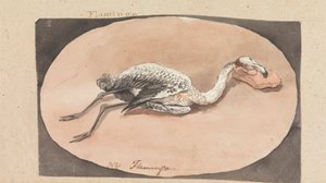 Flamingo 作： Robert Mabon