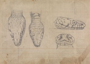 Estudo da cabeça de uma cobra 作： Robert Smirke