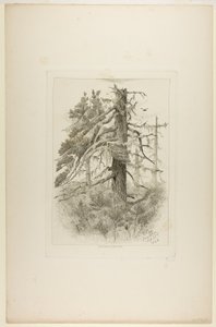 ナウション島の古木 作： Robert Swain Gifford