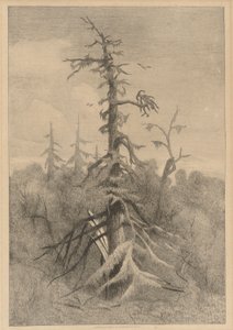 ナウション島の古木 作： Robert Swain Gifford