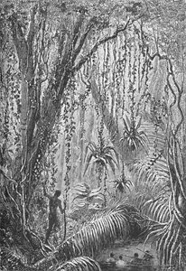 ブラジルの森、c1885 1890 作： Robert Taylor Pritchett
