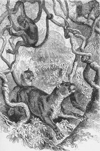 プーマ、c1885、1890 作： Robert Taylor Pritchett
