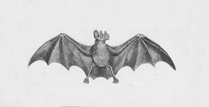 ヴァンパイアバット、c1885、1890 作： Robert Taylor Pritchett