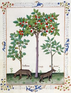 ヘーゼルナッツブッシュ（左）と桜（中央）、Mattheaus Platearius 162rによる「単純な薬の本」のイラスト 作： Robinet Testard