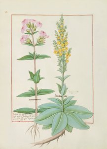 Mattheaus Plateariusによる単純な薬の本のイラスト