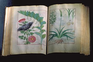 Ms Fr. Fv VI＃1 Mattheus PlateariusによるThe Book of Simple Medicines（dc1161）c.1470のローズとニンニクを描いた2ページ 作： Robinet Testard