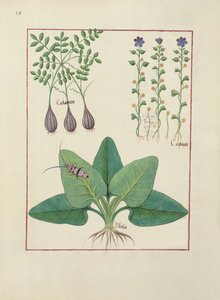 Ms Fr. Fv VI＃1 fol。 Mattheaus Platearius（dc1161）c.1470による単純な薬の本のイラスト 作： Robinet Testard