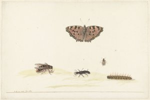 さまざまな昆虫の学習シート 作： Rochus van Veen