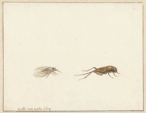 2 つの昆虫 作： Rochus van Veen