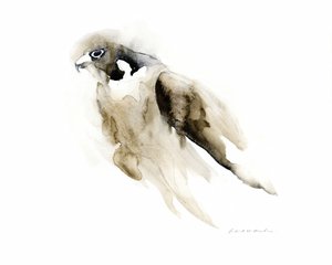 優雅な水彩画のハヤブサ 作： RodMacIver
