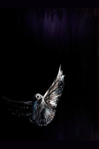 夜行性のフクロウの飛行 作： 