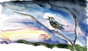 夜明けのさえずる鳥 作： RodMacIver