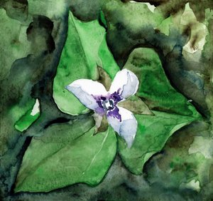白いトリリウムの開花 作： RodMacIver