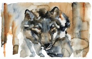 ワイルド・ウルフの水彩画 作： RodMacIver