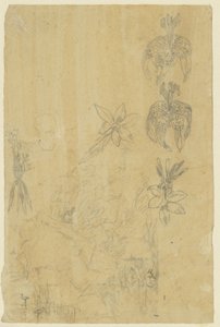 花学と入浴女性