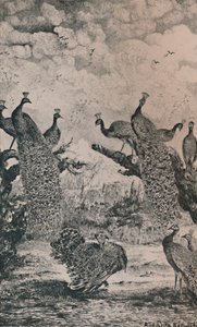 ピーコック、1869、1946 作： Rodolphe Bresdin