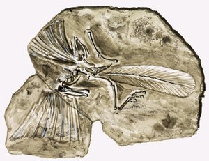 恐竜時代：石の中の秘密