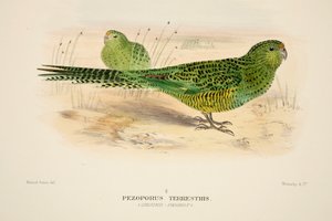 オウム、パブ。 1916年の手彩色彫刻。