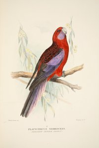ノーザンクリムゾンパロット、パブ。 1916年の手彩色彫刻。 作： Roland Green