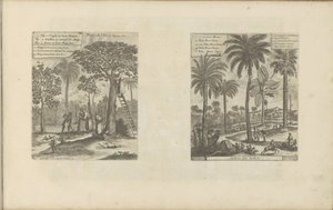 Landschap puts mango bomen, kokos-en palmbomen ジャワ島の果実など／インドの樹木（題名） 東西インド諸島とその他の場所 (シリーズ タイトル) 作： Romeyn de Hooghe