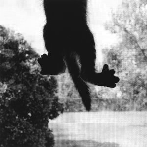 クライミング・キャット 作： Ron Evans
