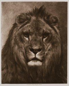  作： Rosa Bonheur