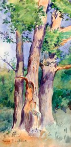 木の研究、c1842-1899