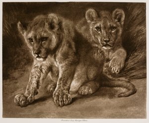 作： Rosa Bonheur
