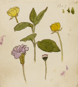 花の研究 - キンポウゲとヒナギク 作： Rosa Brett