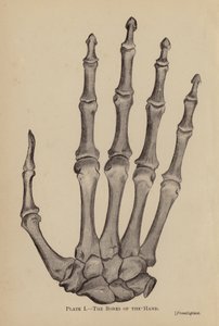 手の骨 (litho) 作： Rosamund Brunel Horsley Gotch
