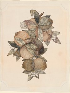 ザクロの実 作： Rufus King