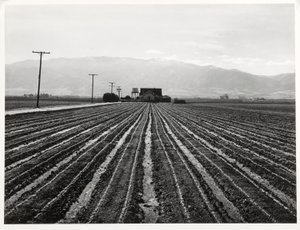 若いレタス、カリフォルニア州サリナス 作： Russell Lee