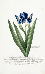 アイリスゲルマニカ、1797-1803 作： Russian School