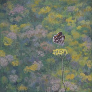 Brown Argus（Sara Crow氏による撮影後 作： Ruth Addinall