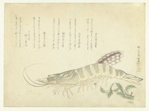 ザリガニとイカ 作： Ryuryukyo Shinsai