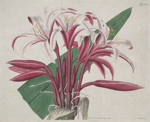 展示されている植物誌またはフラワー ガーデン: Stately Crinum 作： S. Curtis
