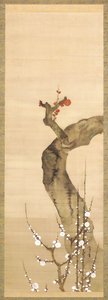 紅白梅（絹本に墨、彩色、金） 作： Sakai Oho