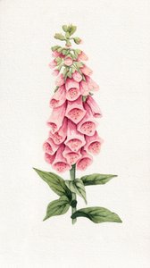 淡いピンクのキツネノテブクロ 作： 