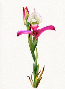 ピンクのランの花 作： 