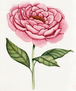 水彩画のピンクの牡丹 作： 