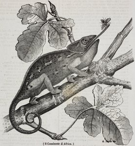 African chameleon, lithograph by Salvatore Puglia from Poliorama Pittoresco, n 30, March 4   1458447   ja       japanese Successfully Translated  Original: Venus and Cupid (oil on canvas) Translat: Venus and Cupid (oil on canvas) 1457859 ja japanese Succes 作： Salvatore Puglia
