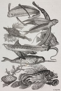 海の生き物: 1 ダッティロフテラ、2 シングナトゥス、3 ペガサス、4 トラキプテルス、5 チョウチョウウオ、6 ウサギ魚、7 ユニコーン (イッカク)、8 フライング プテロイド、9 アッティニア 作： Salvatore Puglia